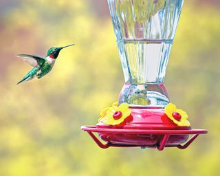 A male ruby-throated hummingbird hovering near a feeder