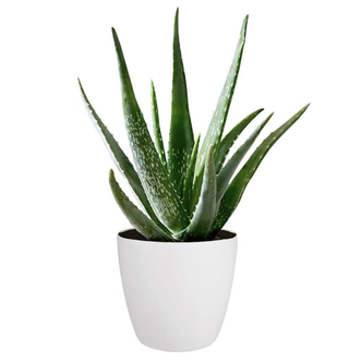 Aloe vera plant in a white pot on a white background