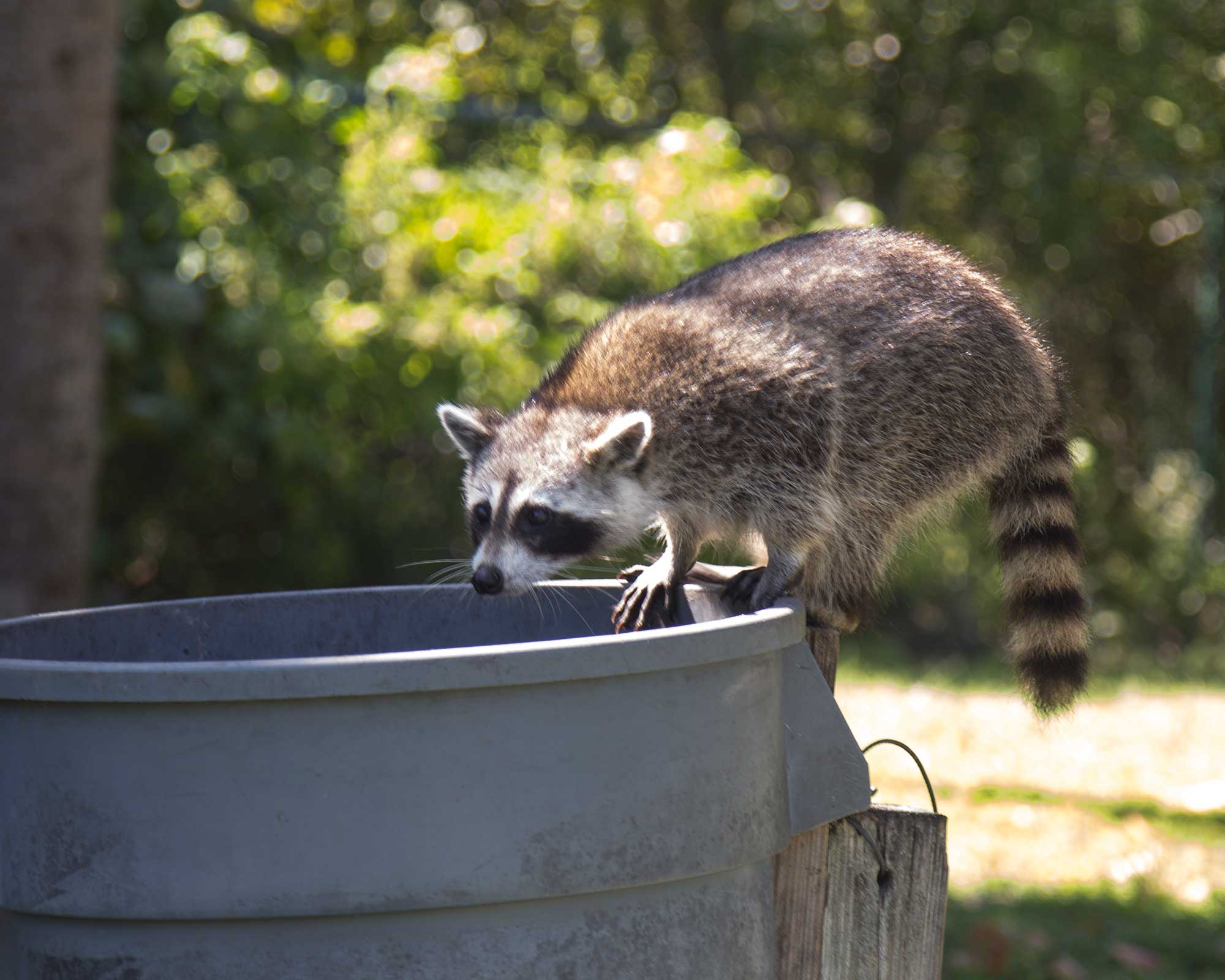 raccoon in trash can