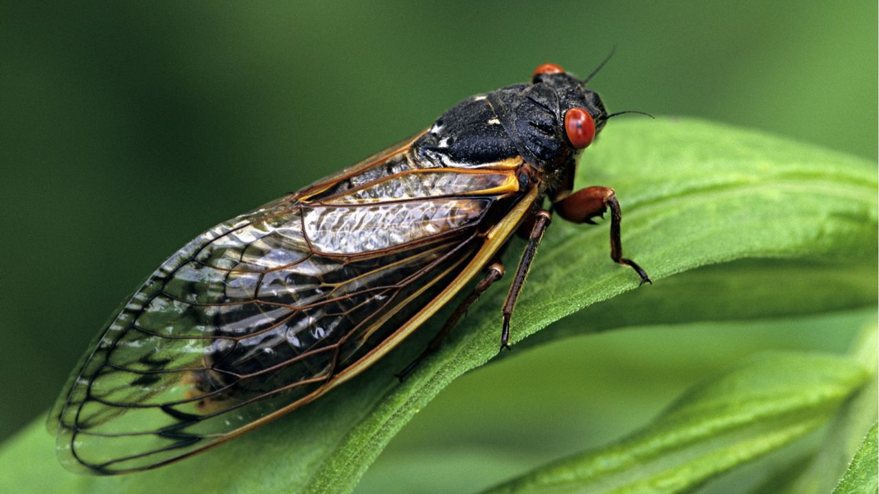 Cicada