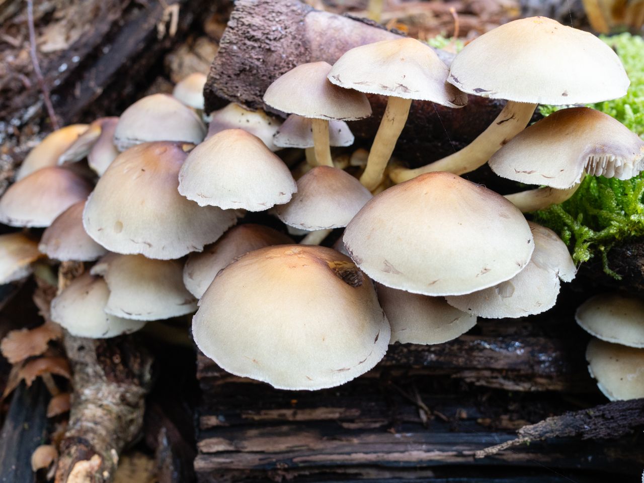 Photo of fungi taken with the Panasonic 15mm f1.7 Leica Summilux DG ASPH and Panasonic Lumix GH7.