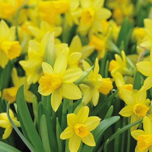 Daffodil 'tete-A-Tete' Spring Bulbs – 50x Dwarf Hardy Plants With Bright Yellow Trumpet Flowers | Low Maintenance & Easy to Grow | Ideal for Vibrant Spring Gardens by Thompson & Morgan