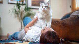 White cat sitting on woman's stomach