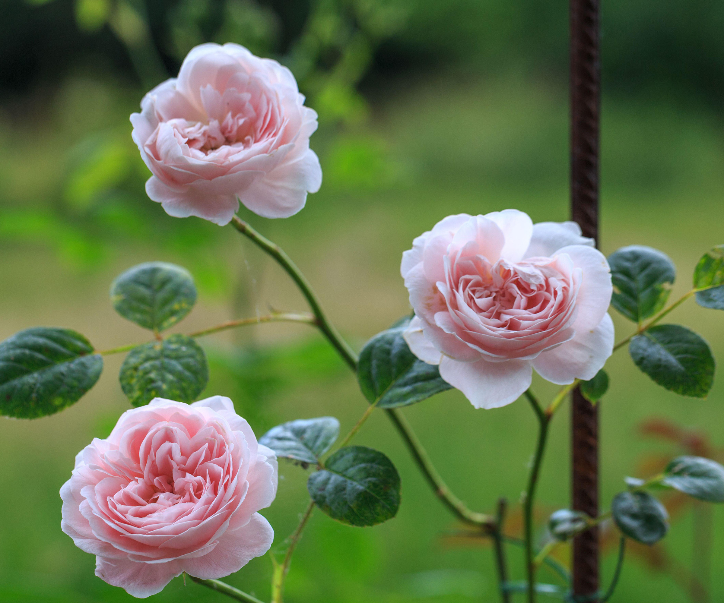 Blooming pink rose Queen of Sweden in the garden on a sunny day