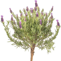 Potted Lavender Tree, £24.99 at Amazon