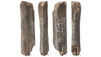 Neanderthals made parallel marks on this bear bone