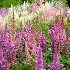 garden full of astilbe