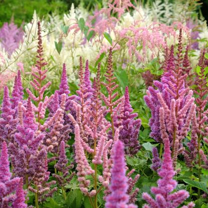 garden full of astilbe