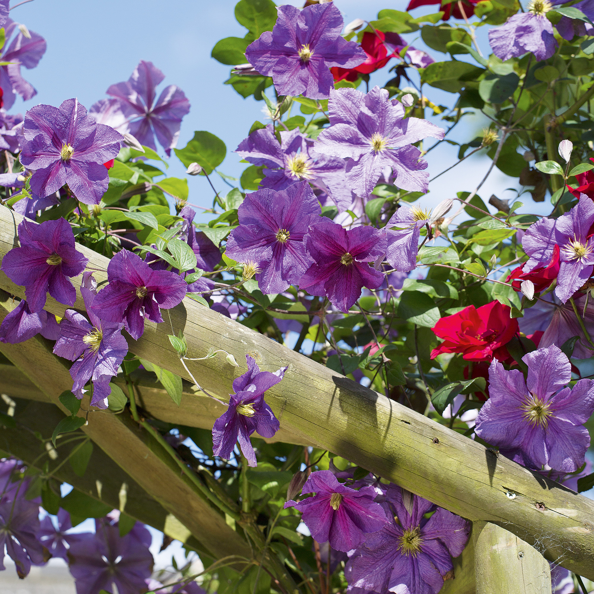 purple clematis climbing over wooden arbour