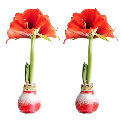 Costa Farms Amaryllis Live Plants in Bulb, Easy to Maintain Christmas or Holiday Decoration, Flowering Flowering Indoor Houseplant, Home, Room, or Office Decor, House Warming Gift, Bulb, Pack of 2