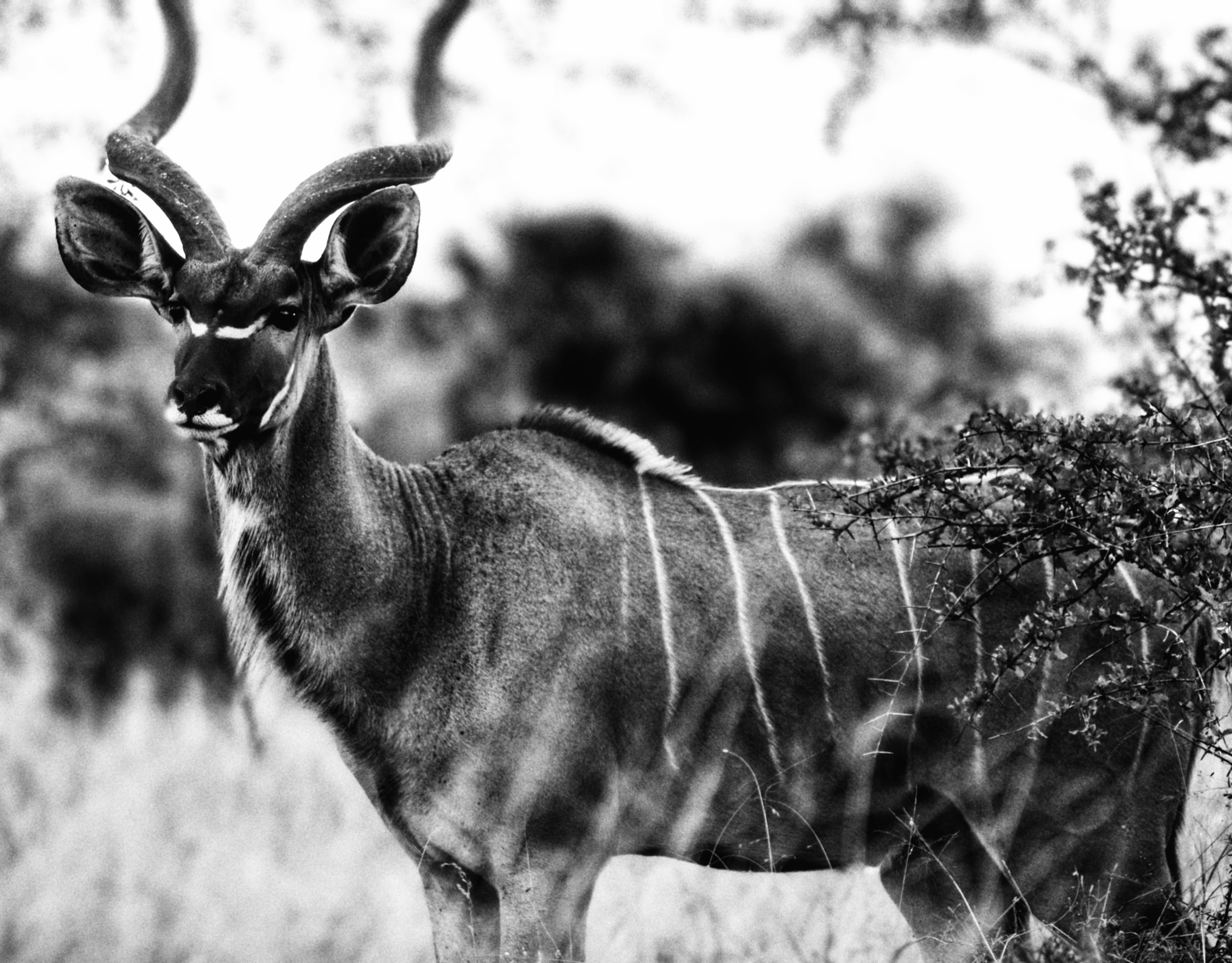 GuruShots - Monochrome Moments Jan 26