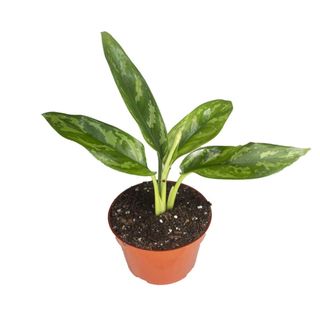 A small Chinese evergreen plant