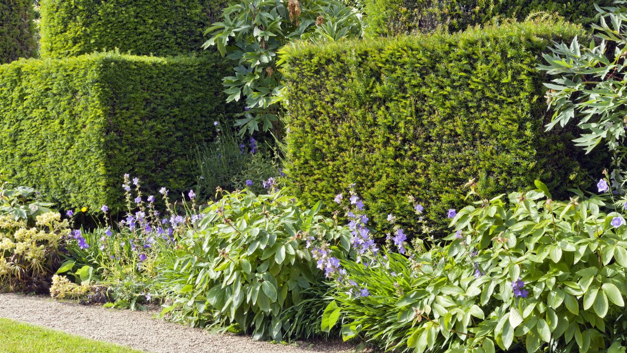 Green hedging with perennial flowers in a garden