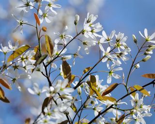 White amelanchier lamarckii blossom