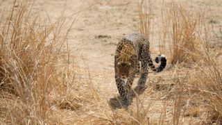 Terrestrial animal, Wildlife, Safari, Savanna, Felidae, Grass, Grassland, Cheetah, Carnivore, Big cats,