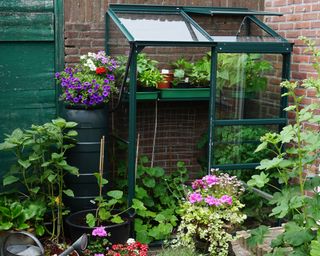 A small garden with little greenhouse in the city