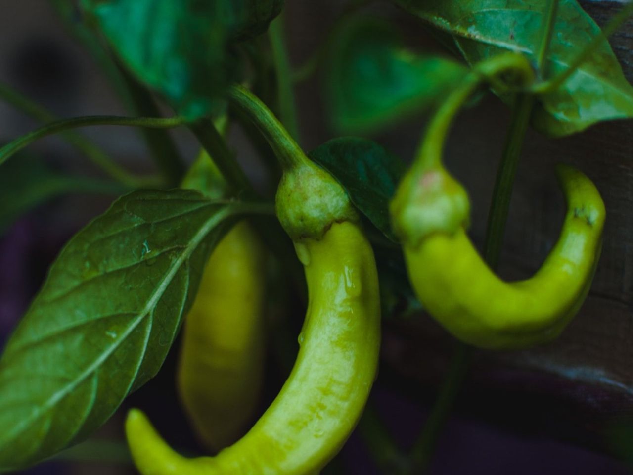 Browning Banana Pepper Plants