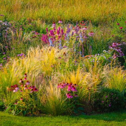 Flowers and ornamental grass