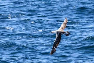 A gull flying over the ocean