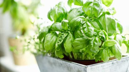 basil plants on windowsill