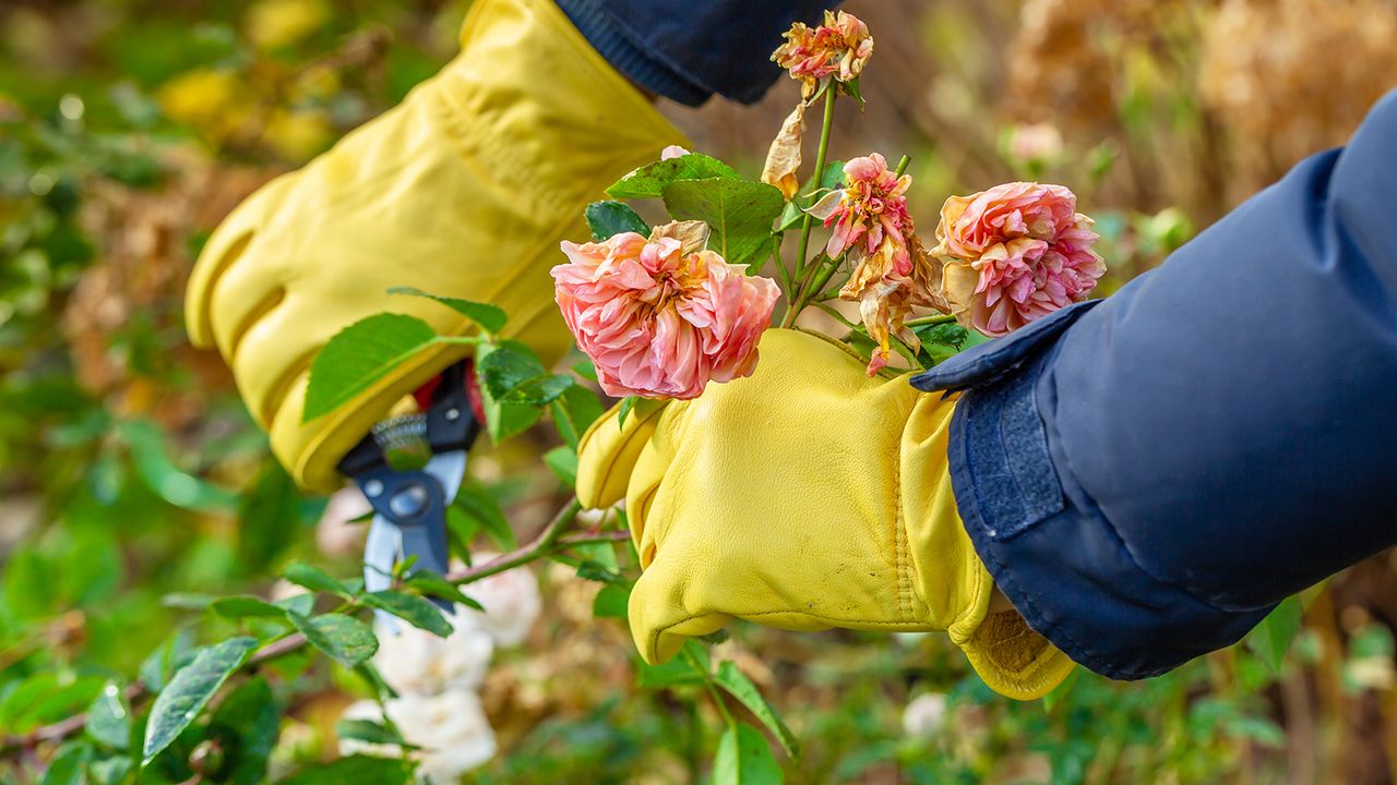 Pruning roses in the fall