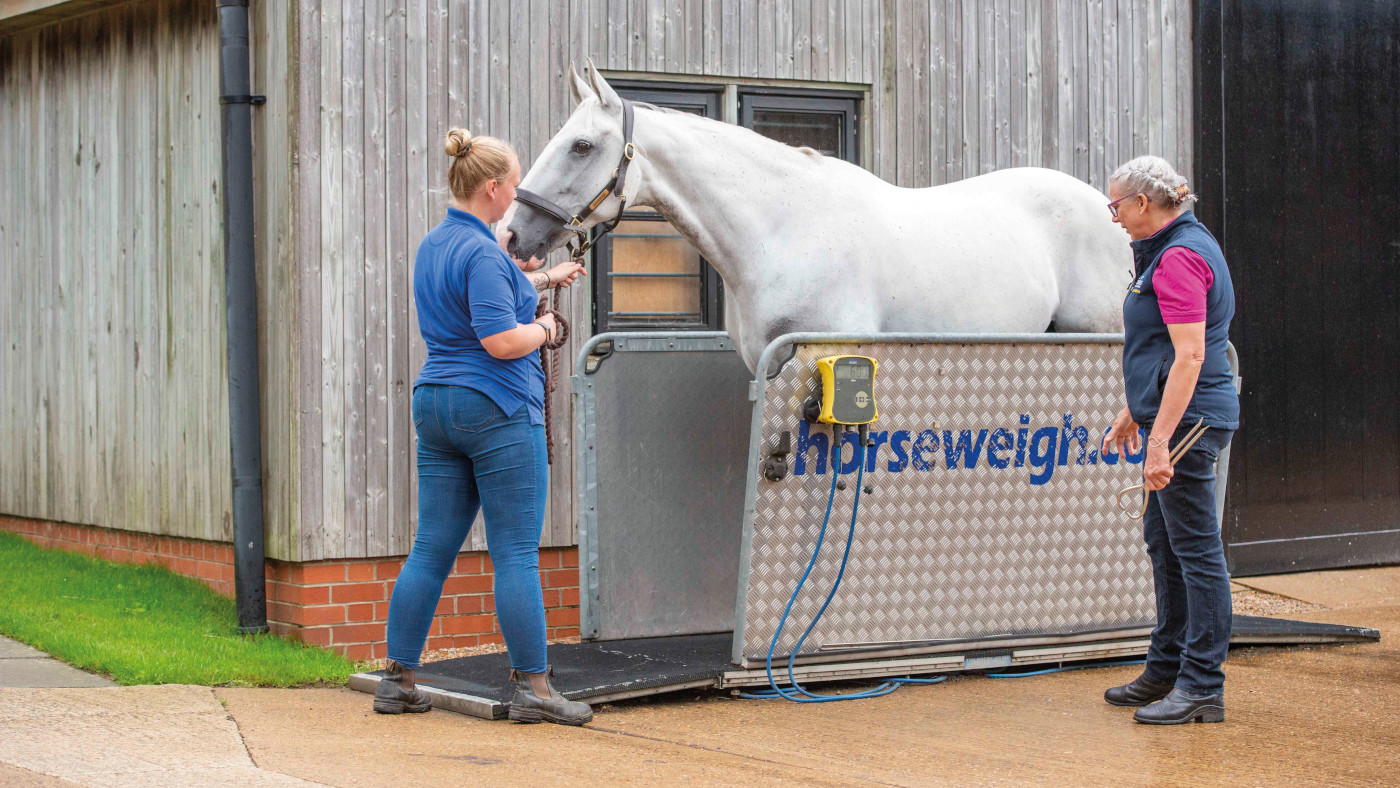HAH302.vet_.weighing_horse_2_409047691_736249822_ti_archive.jpg