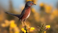 Home sweet home: heathland conservation is aiding a revival of the tiny Dartford warbler.