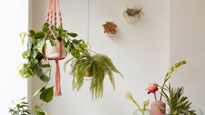 Plants hanging and on wall in home office