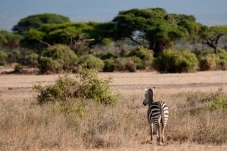 A guide to the Amboseli Nationalpark, Kenya