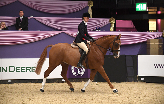 TINKAS FLASH owned by Hannah Sloan ridden or exhibited by Hannah Sloan in INT Working Hunter Pony of the Year Championship during the Horse of the Year Show at the NEC near Birmingham, UK between 4th - 8th October 2017