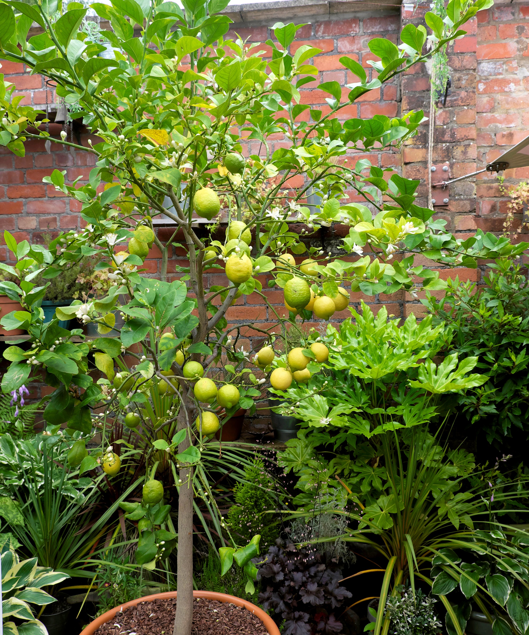 lemon tree showing open vase shape and plenty of fruit