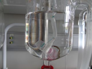 An esophagus growing in a beaker of fluid