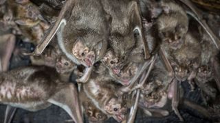 vampire bats hanging from a cave ceiling in a big group