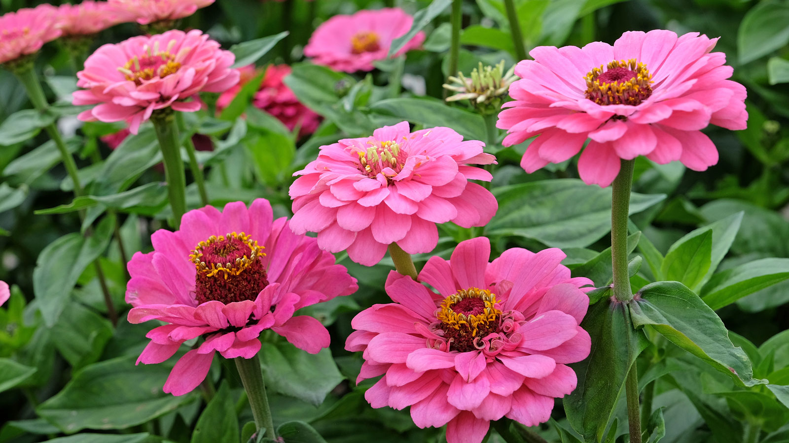 pink zinnia flowers