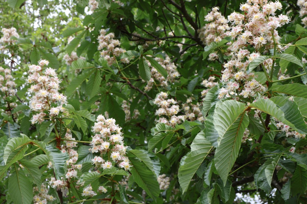 A picture of a flowery bush, taken on the Canon EOS R50 V.