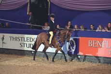 Ardenhall Blenheim, champion show pony at HOYS 2023