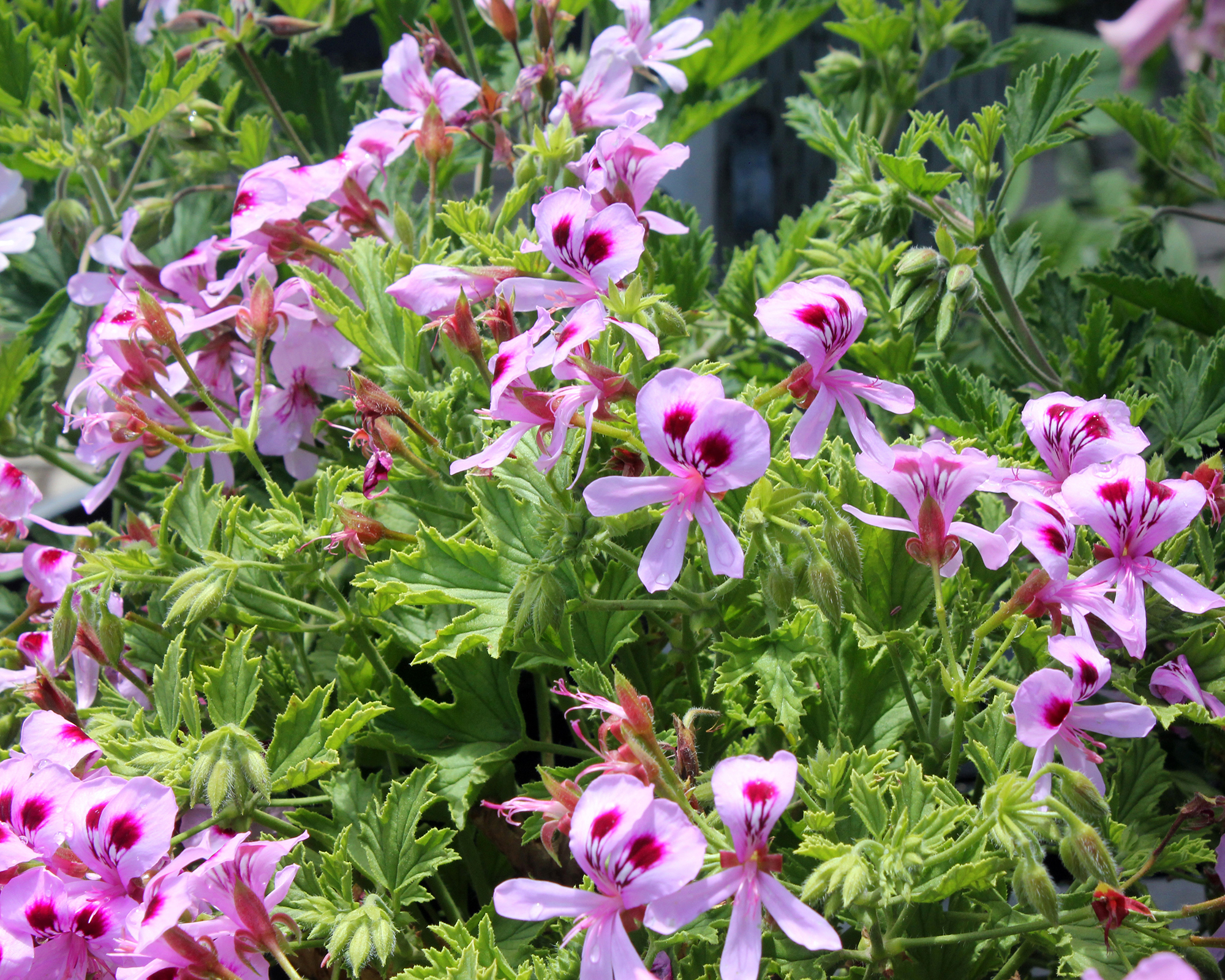 Pelargonium Citronella