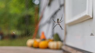 Why sweeping away giant spider webs never works &mdash; and what actually stops them from coming back