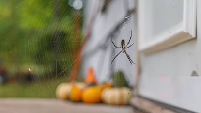 A large spider on a web built in front of a white front door on a porch with autumn pumpkins