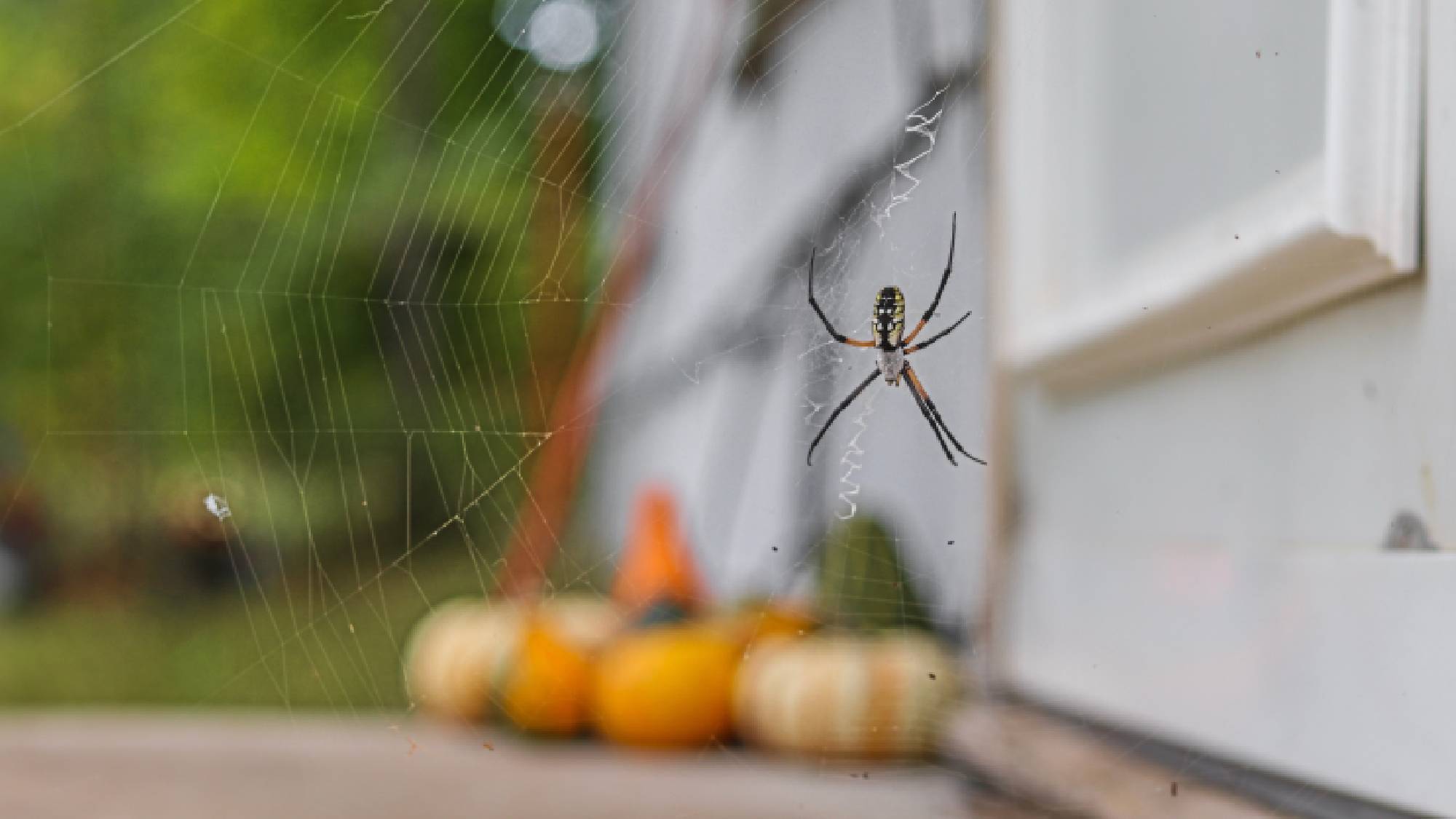 A large spider on a web built in front of a white front door on a porch with autumn pumpkins