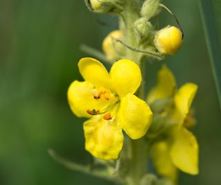 How to grow common mullein