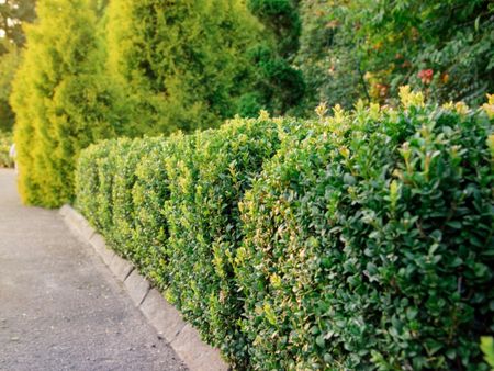 A long, low boxwood hedge along pavement