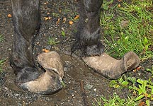overgrown-hooves1.jpg