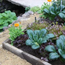 Vegetable plot at RHS Chelsea, featuring kale, lettuce, and other vegetables that grow in shade