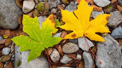 A bigleaf maple leaf on stones