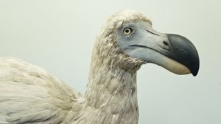 a close-up of a reconstructed dodo