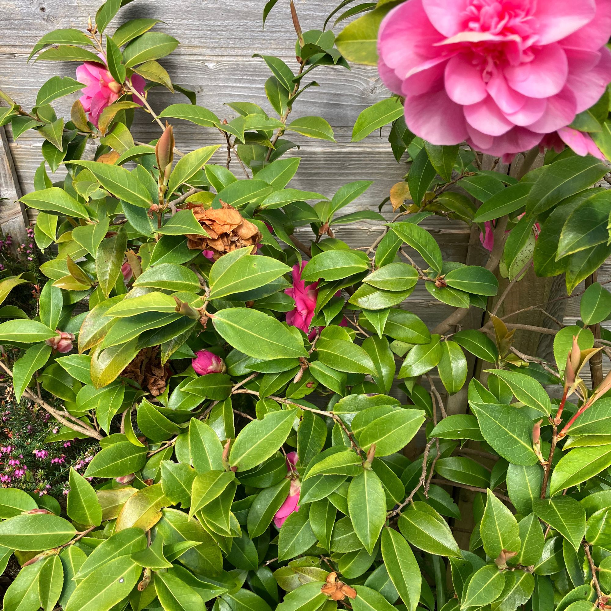 faded camellia flowers