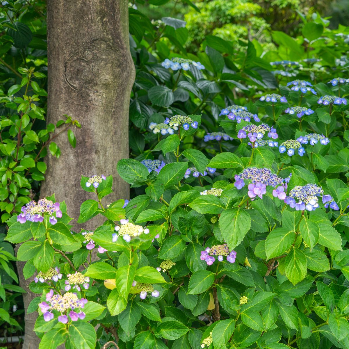 Zone 8 Hydrangea Varieties Can You Grow Hydrangeas In Zone 8 Gardens Gardening Know How