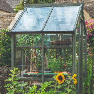 A greenhouse with sunflowers outside