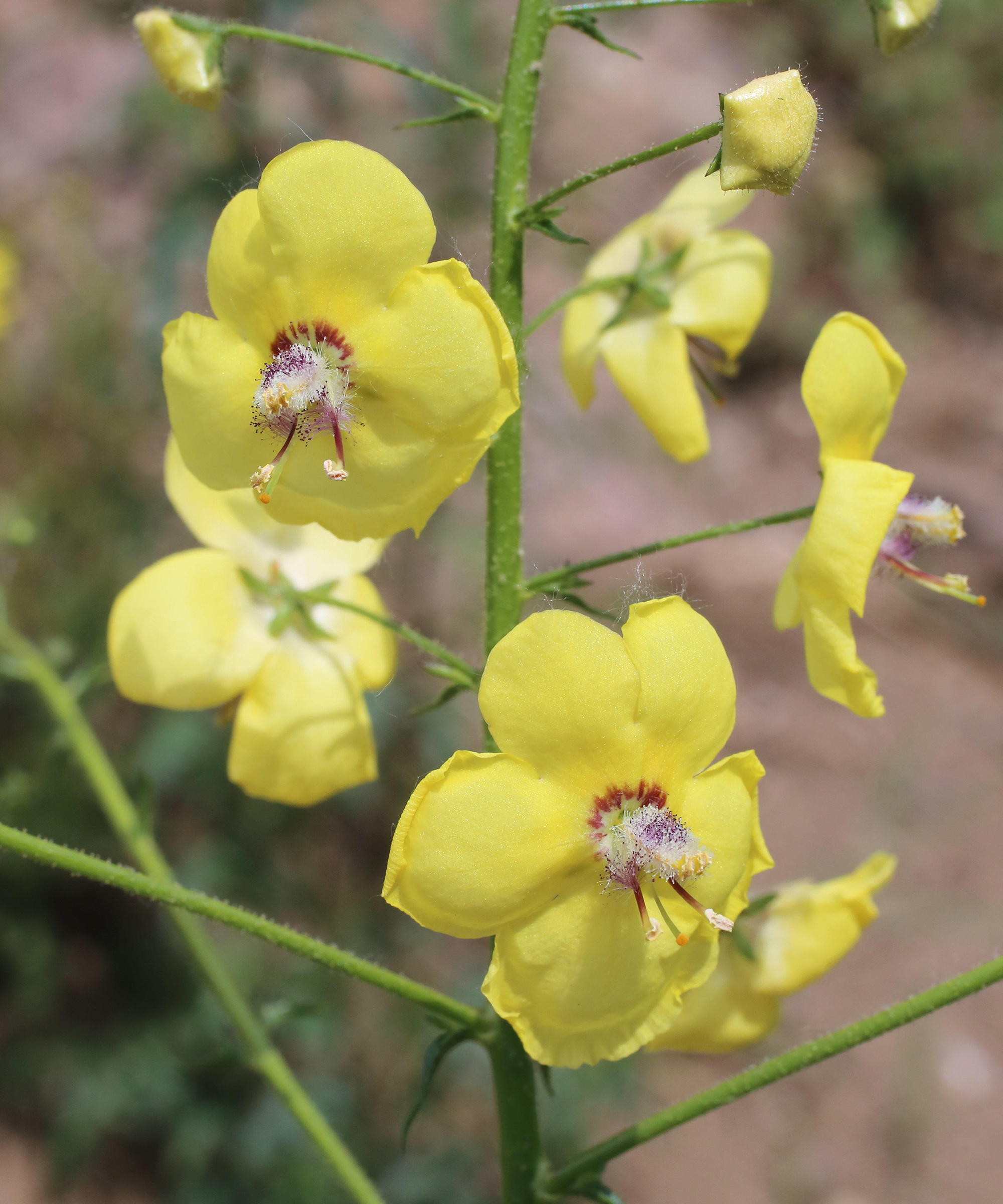 Verbascum roripifolium in bloom